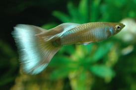 Guppy created by Igor Dusanic