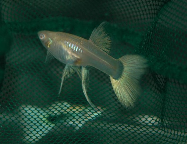 igors-pastel-ribbon-fin-guppy