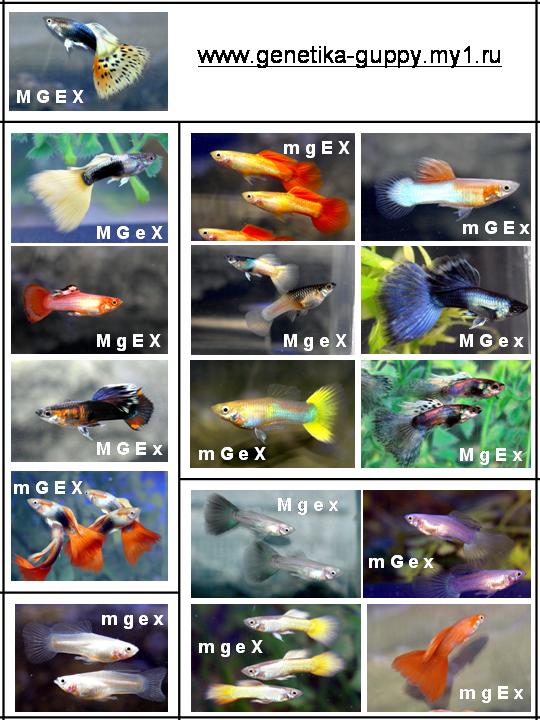 Guppy base body colors