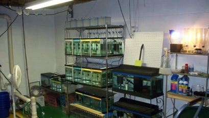 ‭Igor's guppy fish room fry tanks