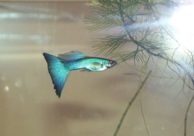 Green Delta by Igor Dusanic