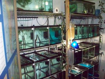 Igor's fish guppy room