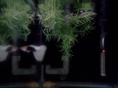 igors-half-black-pastel-guppy