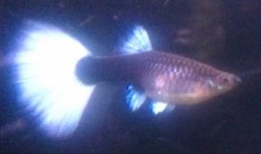 igors-half-black-pastel