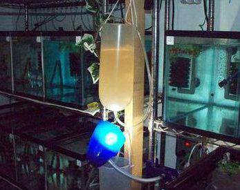 brine-shrimp-hatching