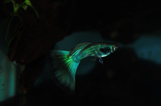 Blue Green Moscow Guppy
