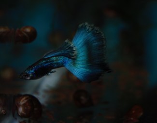 Blue Purple Moscow Guppy