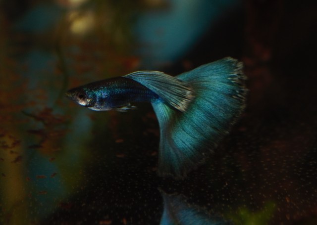 Blue Purple Moscow Guppy