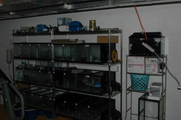 Guppy Breeding Setup For Sale