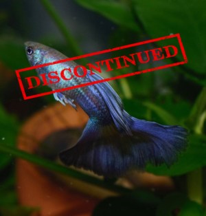 hawaiian-blue-purple-moscow-guppy