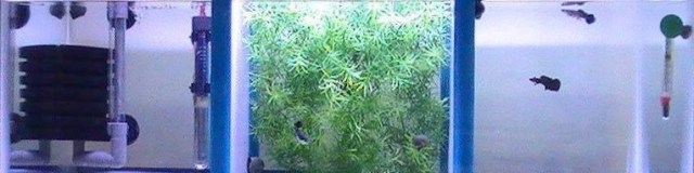 black-moscow-guppies