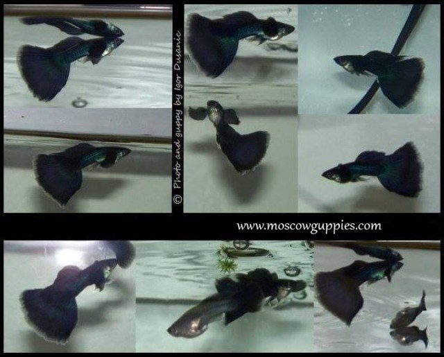 black-moscow-guppies