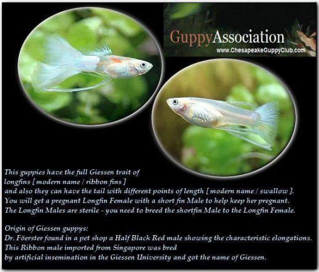 giessen-trait-of-long-fins-ribbon-fins