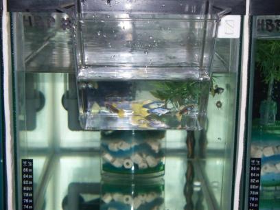 hb-yellow-by-igor-dusanic