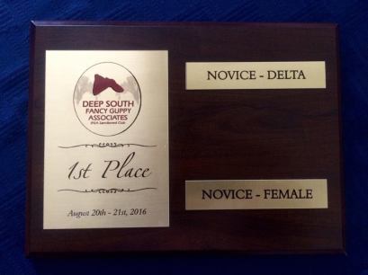 novice-class-winner-ifga-show-guppies