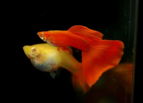 GUPPY GAMBITS / BY MIDGE HILL | Tropical Basement .com