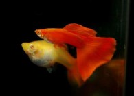 guppy-gambits-by-midge-hill