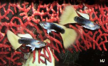 hb-yellow-guppies-by-mary-jane