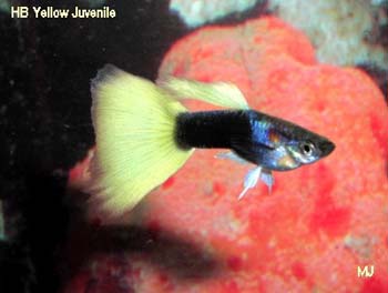 hb-yellow-male-guppy-by-mary-jane