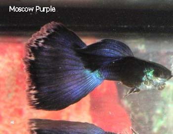 Mary Jane guppies 3.jpg