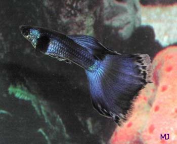 mary-jane-guppies-4