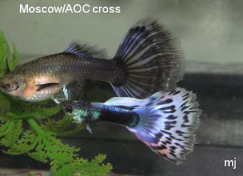 moscow-cross-by-mary-jane