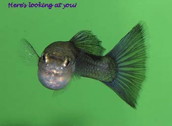 moscow-guppy-by-mary-jane