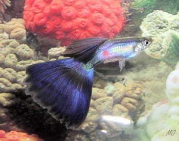 purple-delta-guppy-2