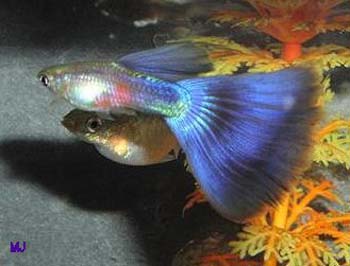 purple-delta-guppy-3