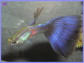 purple-delta-guppy-5