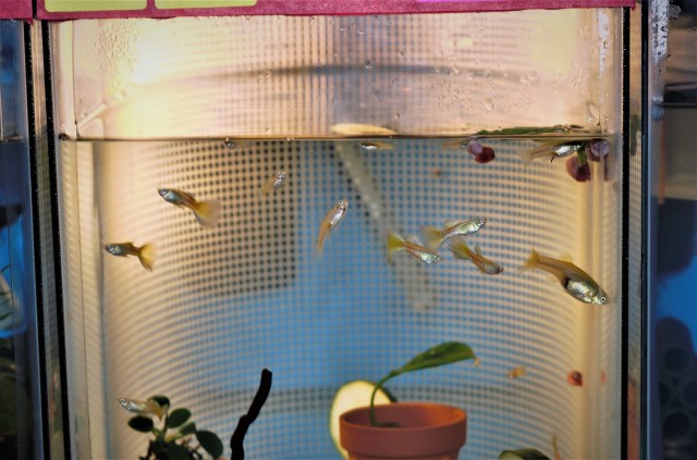 BLOND MOSCOW JUVENILES