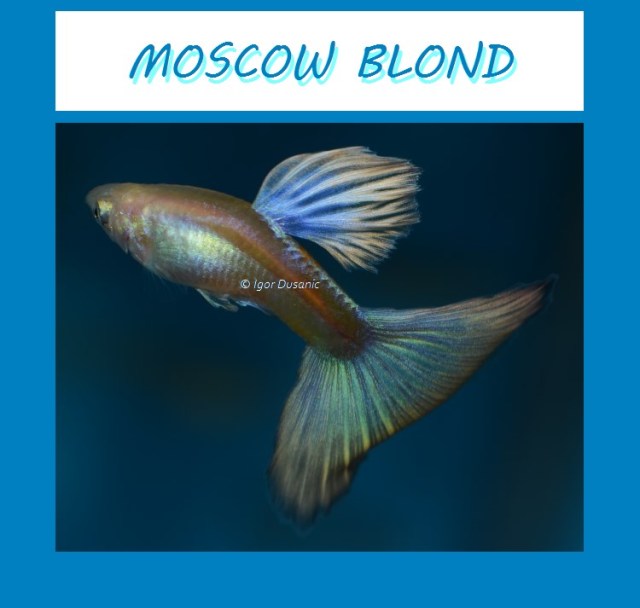 Moscow Blond guppy by Igor Dusanic