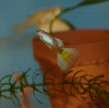 Moscow Blond guppy juvenile