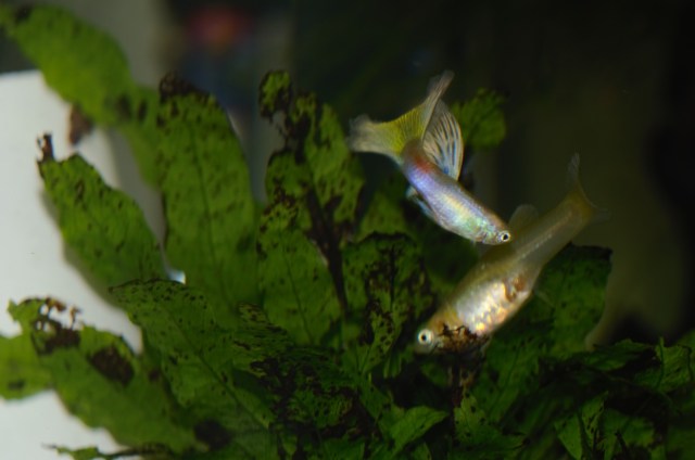 Moscow Blond guppy
