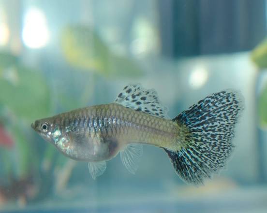 Blue Grass female guppy