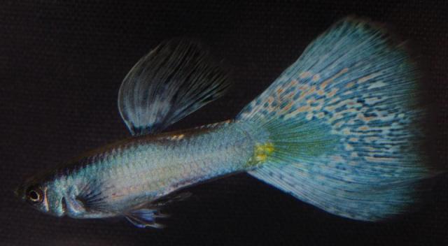 Blue Moscow Grass guppy