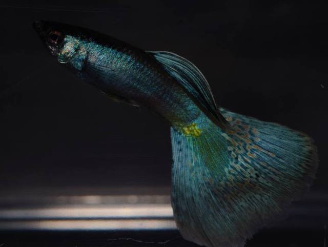 Blue Moscow Grass guppy