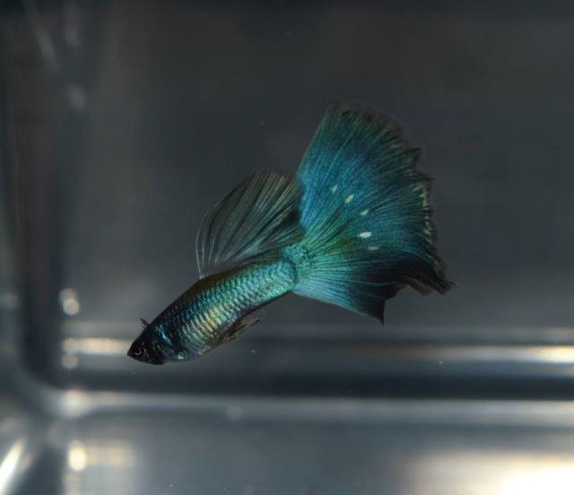 Moscow guppy cross