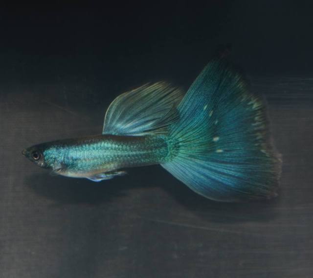 Moscow guppy cross