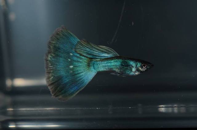 Moscow guppy cross