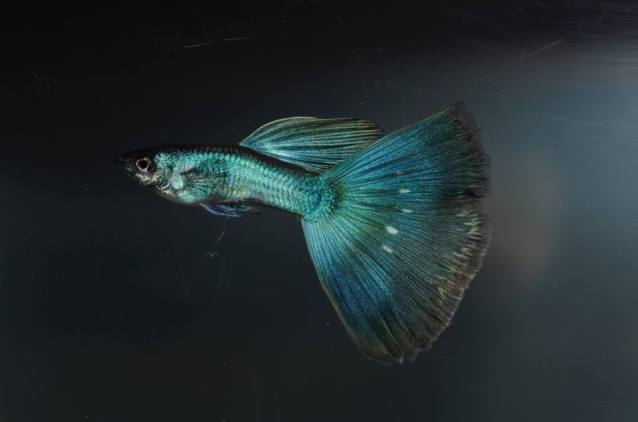 Moscow guppy cross