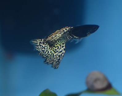 Moscow Snakeskin guppy