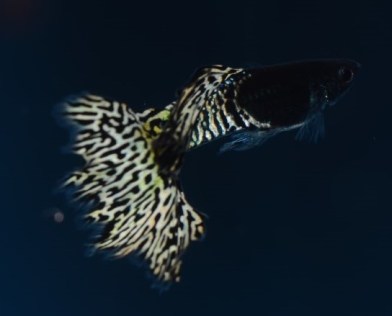 Moscow Snakeskin guppy