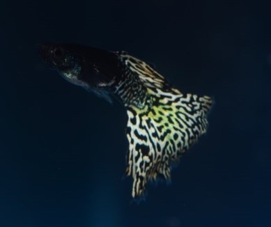 Moscow Snakeskin guppy