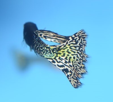 Original Russian Snakeskin Guppy