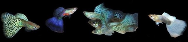 Guppies