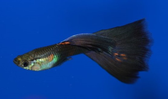 Moscow guppy without a colored head