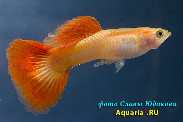 About the Moscow breed