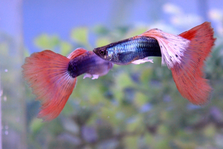 Dark red Pastel red guppy