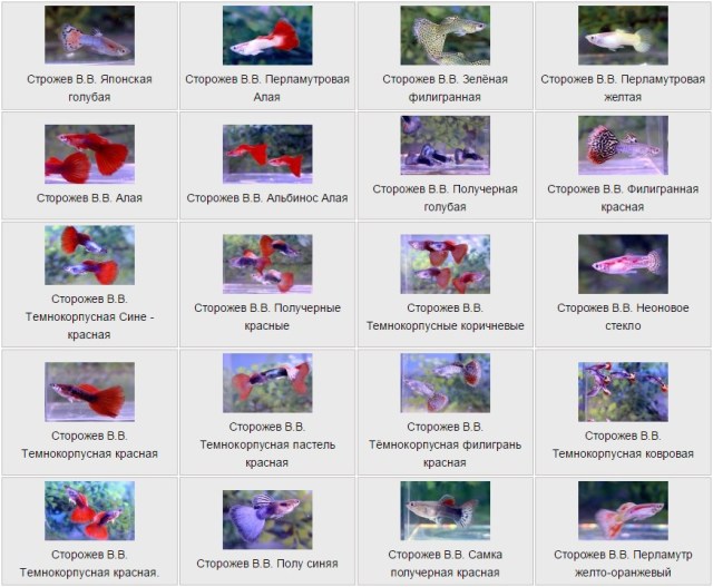 Guppies by Сторожев В.В.